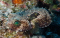   Spotted burr fish Killer Pillar  